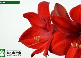 hippeastrum Red Rival (3)